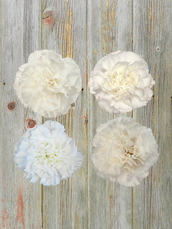 WHITE CARNATIONS